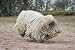 The Komondor Running around - 72