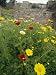 Wild Flowers on the Island of Spinalonga, Crete, Greek Islands, Greece, Europe Photographic Poster Print by Harding Robert, 12x16