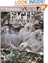 Eyewitness: Eagles & Birds of Prey