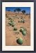 Framed Prints of ASW-4390 Tsamma melons littering the dune surface after successful fruiting from Ardea Wildlife Pets