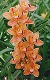 Cymbidium Mighty Remus Vintage HCC/AOS orchid blooming size in 3.5 inch pot