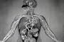 The Heart (1950) [DVD] - A vintage Science & Biology Film
