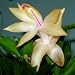 Christmas Cactus 'Rare Yellow' Cuttings