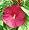 Hibiscus Southern Belle Mix 25 Plants
