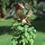 KITCHEN HERBS POT DOG HAJO flower plant pottery vase