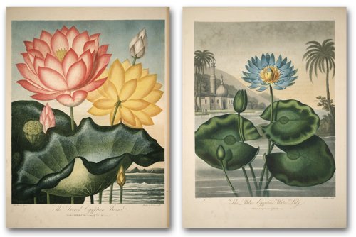 The Temple of Flora : Robert John Thornton under Plants in The Books Store