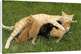 Canvas Prints of LA-8272 Cat - Ginger female with kittens suckling / feeding from Ardea