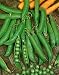 Sugar Sprint Peas Seeds - Pisum Sativum - 8 Grams - Approx 32 Gardening Seeds - Vegetable Garden See