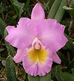 Bc. Hawaiian Agenda 'Florida Winter'