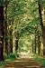 Forest Path Subject Poster Print by Hein Van Den Heuvel, 24x36