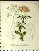 1879 Alpine Plant Seboth Valeriana Tripterus Nature