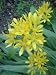 Goldlauch (Allium moly) - Saat