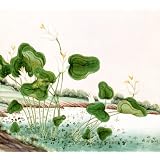 Waterlilies (Print On Demand)