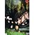 �`���[���Y�E�f�B�P���Y�̍����� �O�� [DVD]