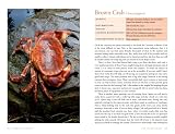 picture of Edible Seashore: River Cottage Handbook No.5