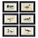Duck Study - Set of 6, Artwork By Grace Feyock