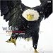 Books : Portfolio 13. Wildlife Fotografien des Jahres 2003.