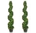 TWO 4' Pond Boxwood Spiral Topiary in Plastic Pot Green