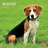 (12x12) Beagles - 2013 Wall Calendar