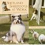 Shetland Sheepdogs at Work: Achievements, Breeding, Training