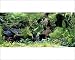 Photographic Prints of Fish - Gourami in Aquarium tank from Ardea Wildlife Pets