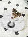 Jigsaw of JD-20226-M Dog - Jack Russell Terrier puppy on bathroom scales from Ardea