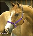 Perri's Nylon Safety Halter
