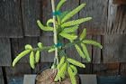 Picea Orientalis Skylands - Oriental Spruce Tree - Pot Size #1 Gal.