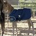 Kensington Quilted Foal Blanket Image