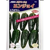 ハラペーニョ　エンジョイ　サカタのハラペーニョ(とうがらし)種です
