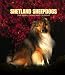 Shetland Sheepdogs 2005 Weekly Engagement Calendar