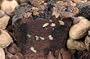 My Grandma's Ted Williams All Star Chocolate Coffee Cake
