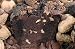 Gourmet Food : My Grandma's Ted Williams All Star Chocolate Coffee Cake