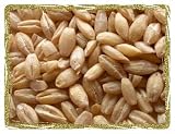 Hulled Barley, 5 Lb Bag, Biologically Grown Whole Grain, Non-GMO