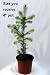 White Spruce Tree - Picea glauca - Outdoors or Bonsai