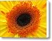 Happy Go Lucky Canvas Print / Canvas Art - Artist Juergen Roth