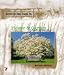 Better Picture Guide to Flower & Garden Photography (Better Picture Guide Series) by Michael Busselle