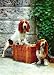 3D Lenticular BASSET DOGS - POSTCARD