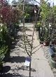 Okame Flowering Cherry Tree, Five Gallon Container
