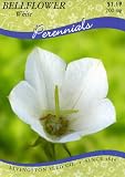 Bellflower - White (Perennial)