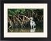 Framed Prints of Great Blue HERON - standing in mangrove from Ardea Wildlife Pets