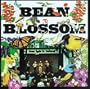 Bean Blossom