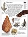 Dinosaur (DK Eyewitness Books)