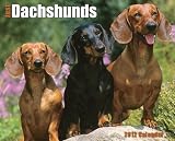 Just Dachshunds 2012 Calendar