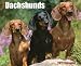 Just Dachshunds 2012 Calendar (Just (Willow Creek))