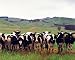 Country Cows Herd Grass Folk Animal Picture Art Print