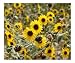 Bright Yellow Wild Flowers 2 Botanical Poster Print by Jon Orsatti, 10x8