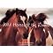 Study Philosophy from a Horse