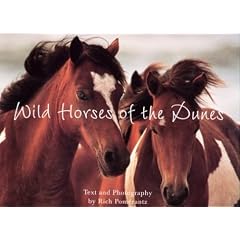Wild Horses Of the Dunes