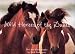 Wild Horses Of The Dunes
